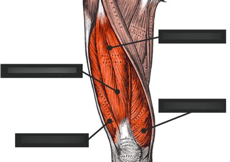 muscles of the thigh Diagram | Quizlet