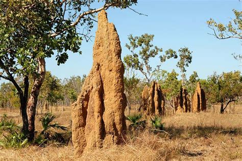 Las termitas ciclo de vida en África Diagnosis de la madera Sanite