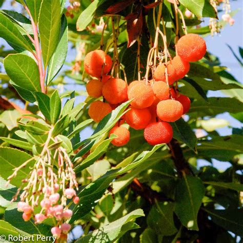 Marina Strawberry Tree Waterwise Garden Planner