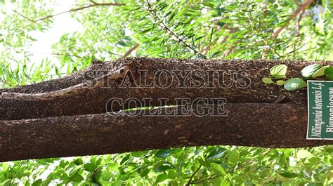 Indian Cork Tree St Aloysius College Green Campus