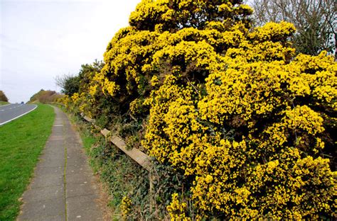 Whin Bushes Near Orlock Groomsport © Albert Bridge Geograph Ireland