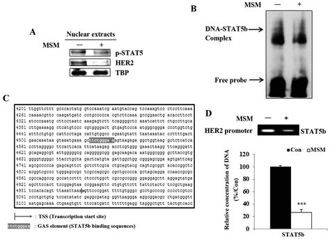 Methylsulfonylmethane Inhibits Her2 Expression Through Stat5b In Breast