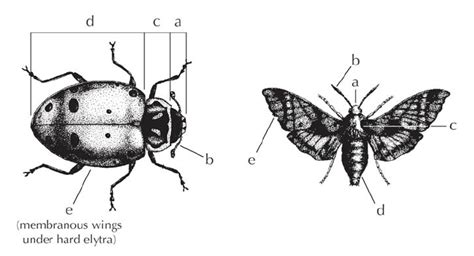 Diagram of insect anatomy. | Download Scientific Diagram