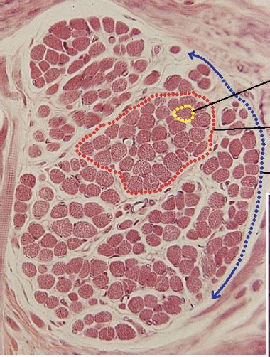 Skeletal Muscle Cross Section Diagram Quizlet