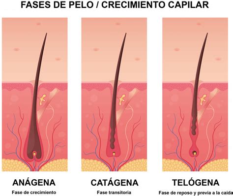 Desanimarse Por Nombre Actividad Ciclo Del Cabello Humano Dirigir