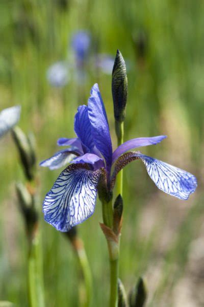 Cultivo De Iris En La Zona C Mo Cultivar Plantas De Iris En Climas