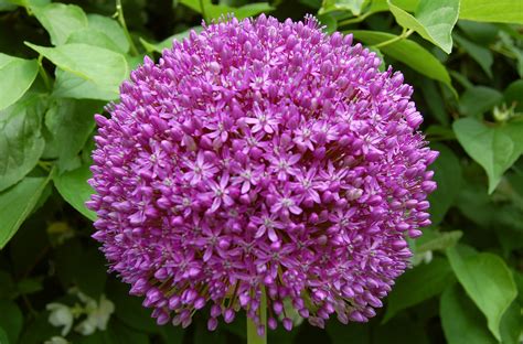 How To Plant Allium Bulbs - Plant Ideas