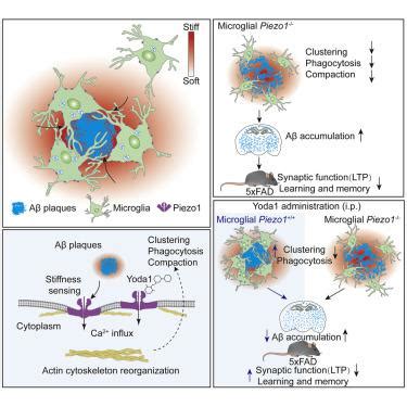 Microglial Piezo1 senses Aβ fibril stiffness to restrict Alzheimers