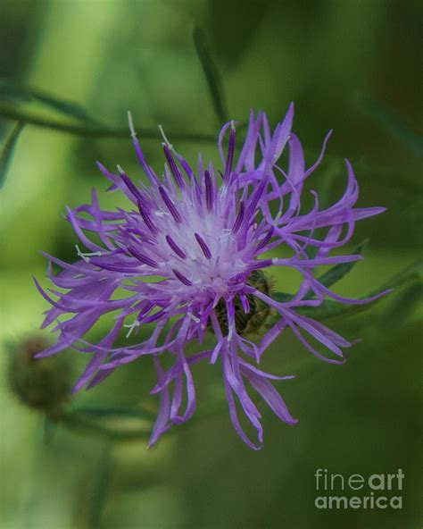 Purple Flower Photograph By Christy Garavetto Fine Art America