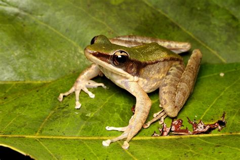 How Do Amphibians Body Covering