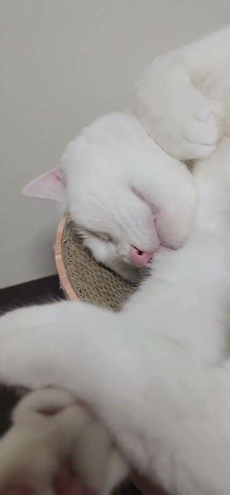 しっぽフリフリ気持ちよさそうに寝てる😽💤 Youtube