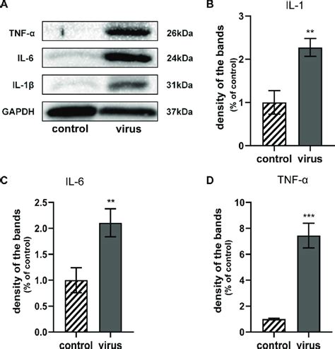 Western Blot Analysis Of Inflammatory Cytokines Expression Levels A