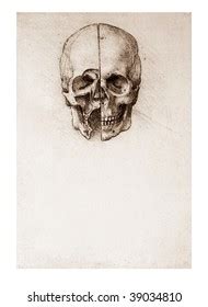 Sketched Skull By Leonardo Da Vinci Stock Illustration 39034810 ...