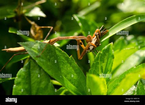 Species Of Praying Mantis Hi Res Stock Photography And Images Alamy