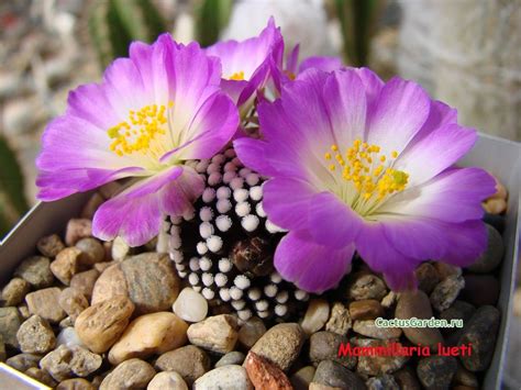 Mammillaria luethyi | Цветок кактуса, Цветок, Кактус