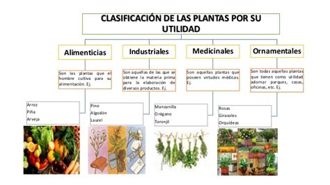 Qué utilidades y usos tiene el reino vegetal Tipos de Plantas en