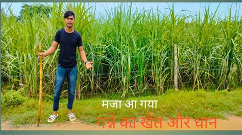 Ganne Ka Khet Or Dhan Sk Vlog YouTube