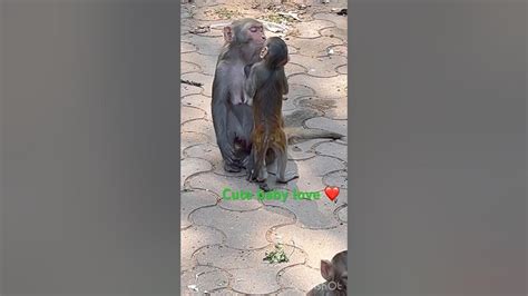 Adorable Baby Monkeys Unbreakable Love For Her Mother 🙉cutebabymonkey