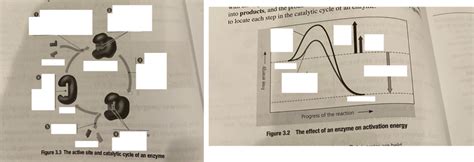 Ap Bio Unit 3 Diagram Quizlet