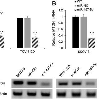 MTDH Is A Target Of MiR 497 5p A 3 UTR Luciferase Reporter Assays