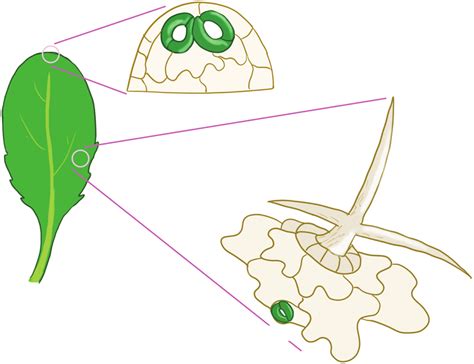 Epidermal Cell Types In Arabidopsis Rosette Leaf A Schematic Diagram