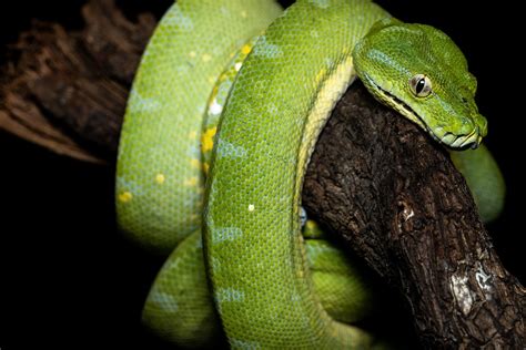 The Fascinating World Of Venomous Hairy Caterpillars A Closer Look