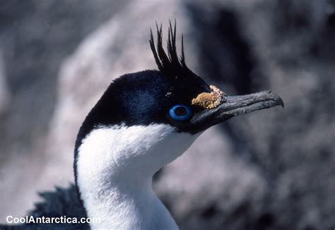 Thumbnails - Blue eyed shag, Phalacrocorax atriceps - Nest 20 - Free ...