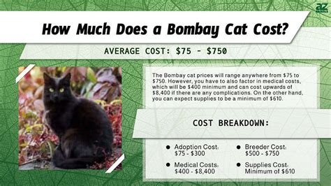 Bombay Cat Prices in 2024: Purchase Cost, Vet Bills, and Other Costs ...