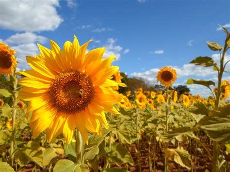 Champ De Tournesol Images Photos Gratuites Libres De Droits FOTOMELIA