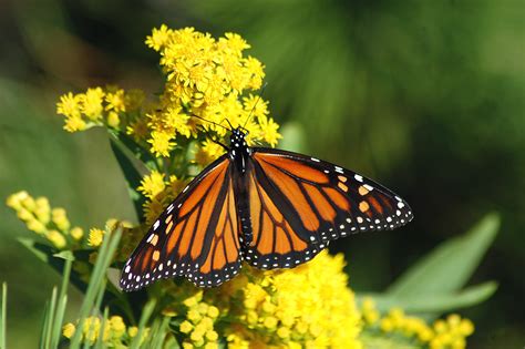 Monarch Butterfly life cycle in pictures - Welcome Wildlife