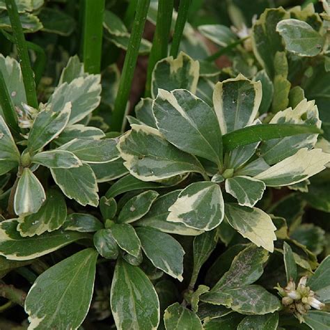 Pachysandra Terminalis Variegata Shrubs Webbs Garden Centres