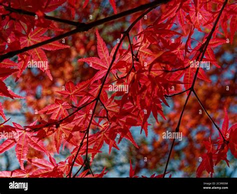 Acer Palmatum Emperador Rojo Fotograf As E Im Genes De Alta Resoluci N