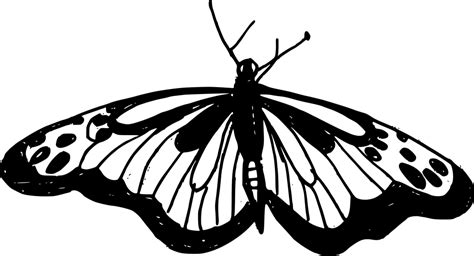 10 Butterfly Drawing (PNG Transparent) | OnlyGFX.com