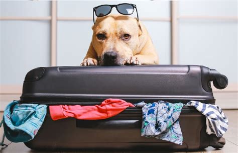 5 Gift Ideas for People Who Regularly Travel With Pets | MarkMeets ...