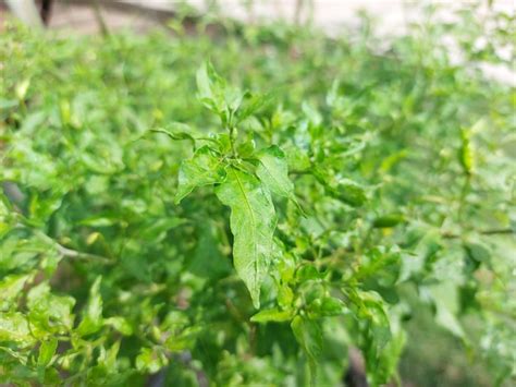 Premium Photo | Cabe rawit or green cayenne pepper plant leaves under the sunlight