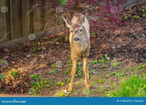 Mule Deer In Backyard Stock Photo Image Of Deer Outdoors 174416276