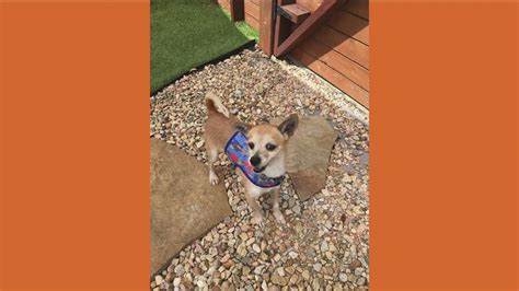 Scrappy From Chihuahua Rescue Of San Diego County Needs A Home