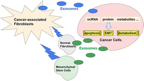 Frontiers Role Of Exosomes In Crosstalk Between Cancer Associated