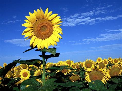 Plantas Terrestres CaracterÍsticas Tipos Y Mucho MÁs