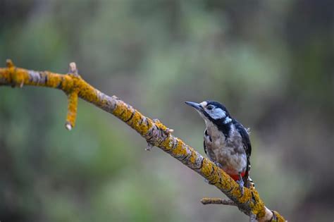 100+ Piciformes Pictures