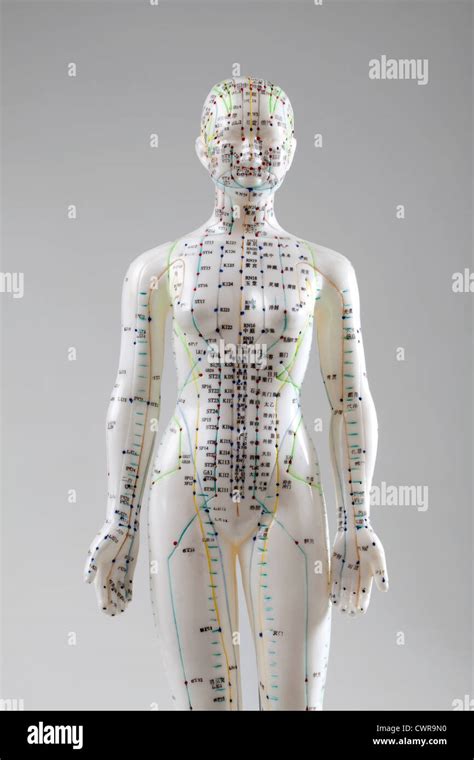 Acupuncture Points Hi Res Stock Photography And Images Alamy