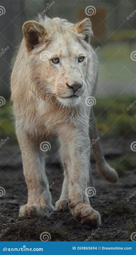 Cape lion stock photo. Image of majestic, animal, face - 269865694