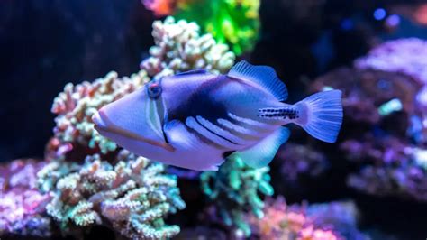 What is Hawai'i's State Fish? Discover the Humuhumunukunukuāpua'a ...