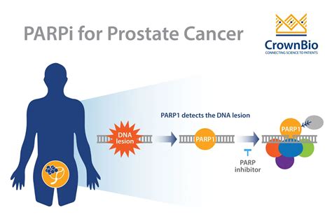 用于治疗前列腺癌的parp抑制剂最新发展情况 Crown Bioscience