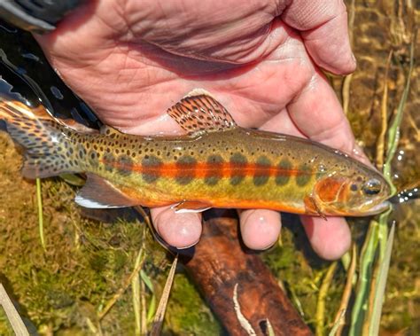 California Golden Trout Western Native Trout Initiative