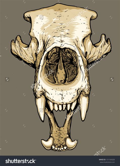 Bear Skull Drawing at GetDrawings | Free download