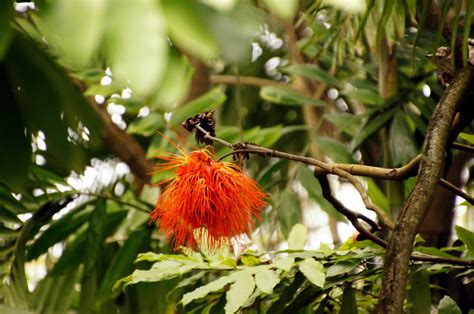 Fairchild Tropical Botanical Gardens : Miami | Visions of Travel