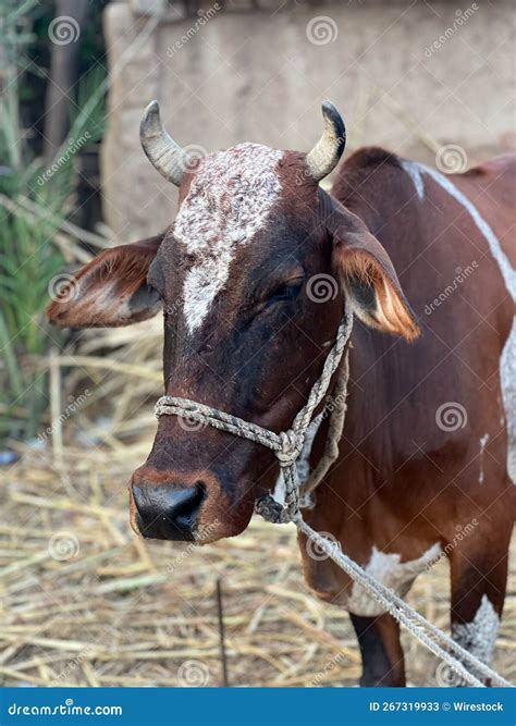 Portrait of a Milk Brown Cow Stock Image - Image of agriculture, happy ...