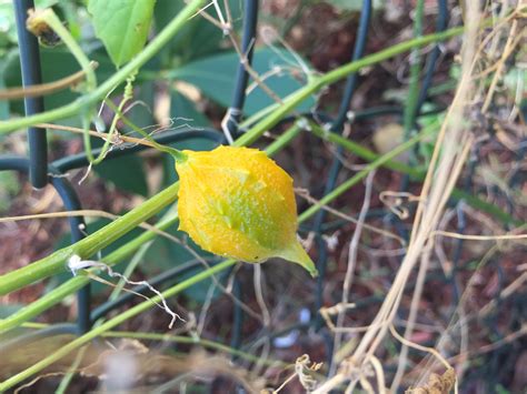 Can anyone identify this plant? South Florida zone 10b : r/gardening