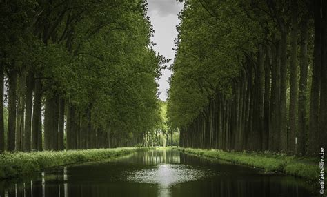 Wallpaper Reflection Water Nature Green Tree Vegetation